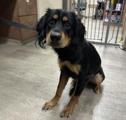 Shelter Stray Female Dog last seen Palm Avenue, San Diego, CA, 92154, 5500 Gaines St, San Diego, CA 92110, USA
