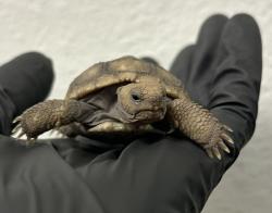 Shelter Stray Unknown Reptile last seen Imperial Beach, CA, 91932, 5500 Gaines St, San Diego, CA 92110, USA