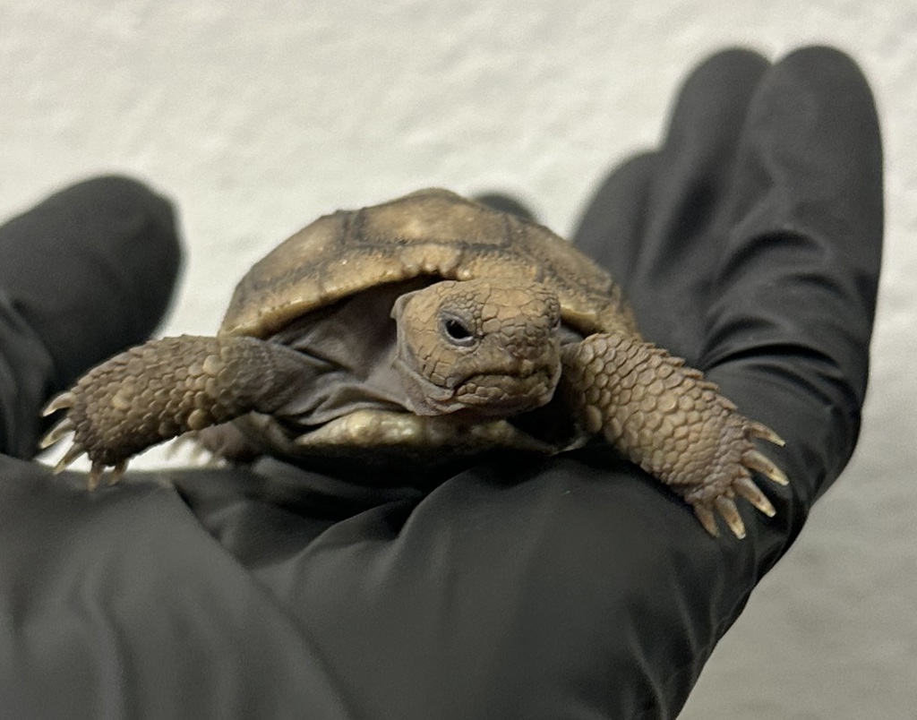 Shelter Stray Unknown Reptile last seen Imperial Beach, CA, 91932, 5500 Gaines St, San Diego, CA 92110, USA