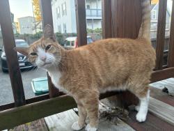 Reunited Male Cat last seen Between Chatham and Empire on Timson, Lynn, MA 01902