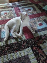 Reunited Male Cat last seen Whitehead Rd between Parsons and Nickle Plate, LaGrange, OH 44050