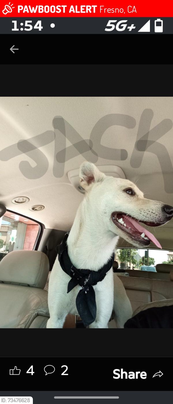 Lost Male Dog last seen West and McKinley smoke zone, Fresno, CA 93721