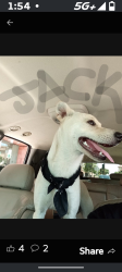 Lost Male Dog last seen West and McKinley smoke zone, Fresno, CA 93721