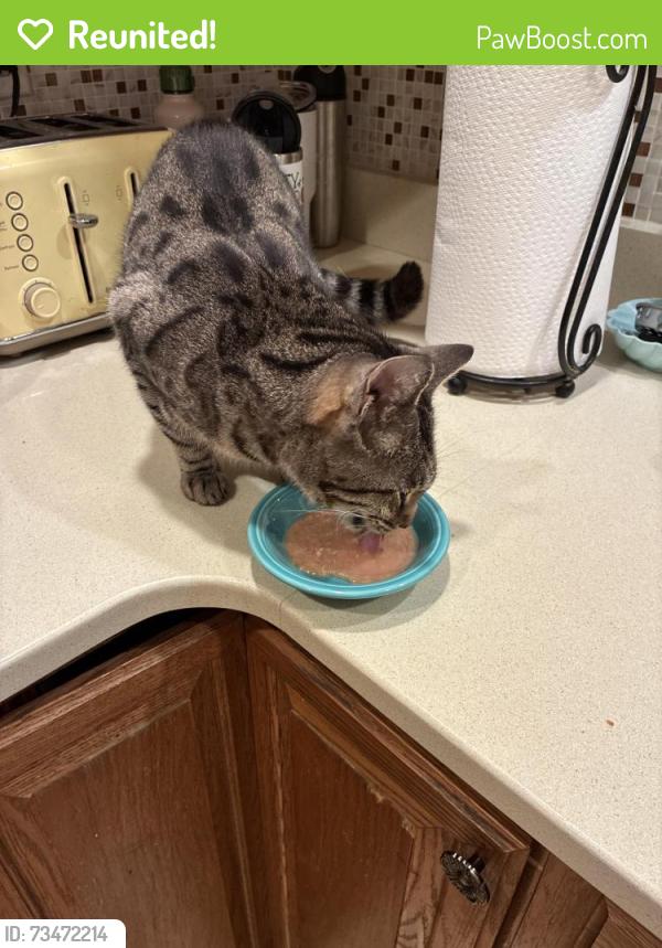 Reunited Female Cat last seen Near Rachaels Way, Prince Frederick, MD 20678