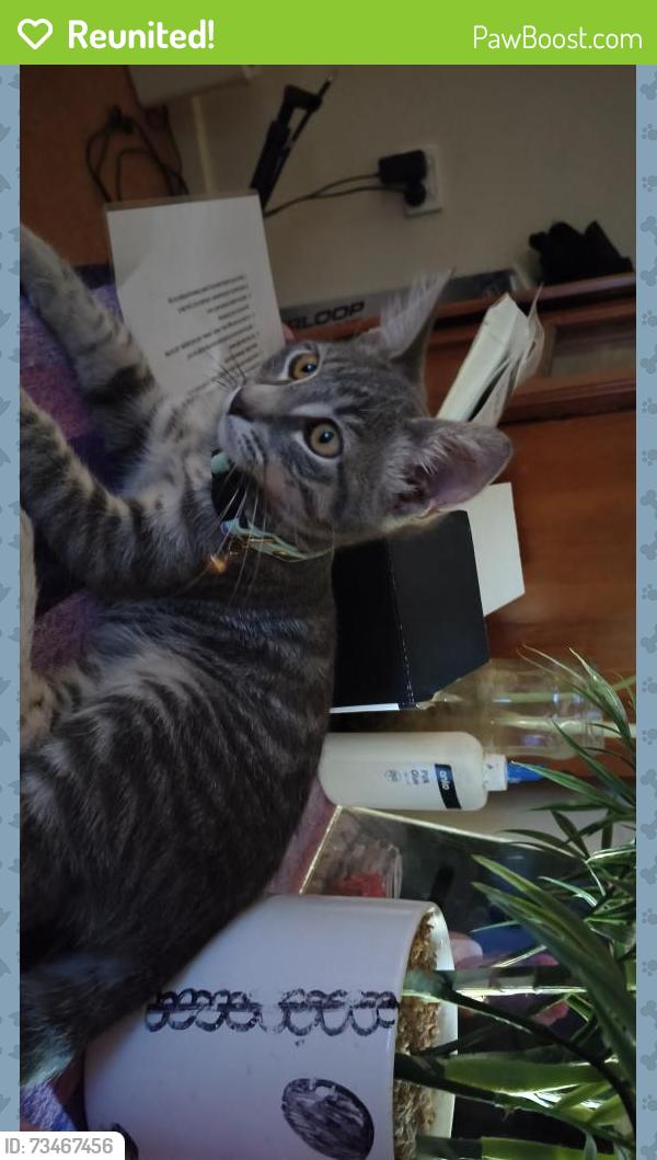 Reunited Female Cat last seen Binsalik last seen could be around bme town ,iga, Salisbury, MA 01952