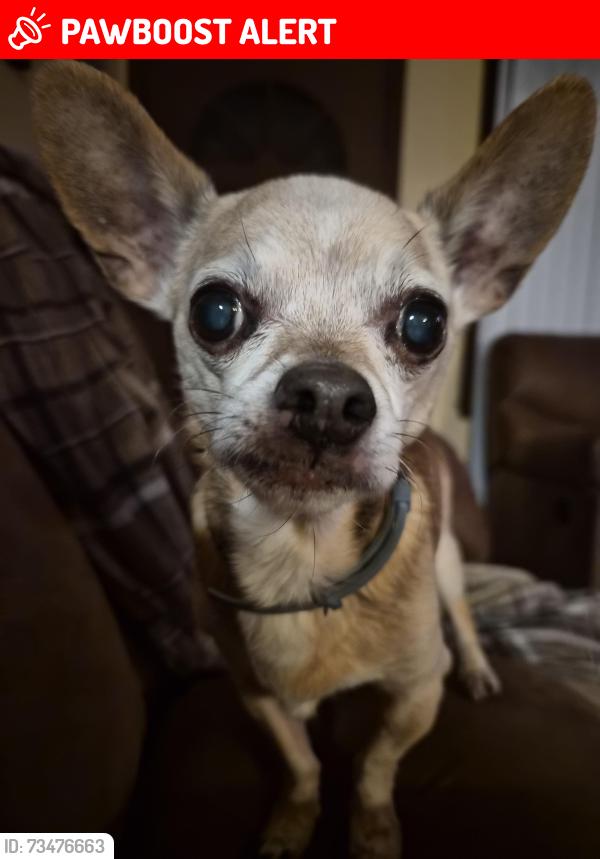 Lost Male Dog last seen Mills store, Pittsylvania County, VA 24541