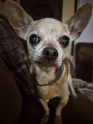 Lost Male Dog last seen Mills store, Pittsylvania County, VA 24541
