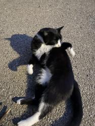 Reunited Unknown Cat last seen Sauganash Park by the fieldhouse, Chicago, IL 60646