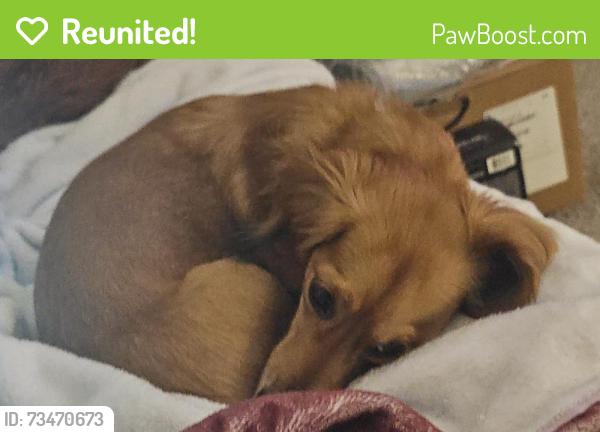 Reunited Female Dog last seen Near Big Bnd Pkwy, Princeton, TX 75407, USA, Princeton, TX 75407