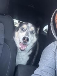 Reunited Male Dog last seen Insoul church, Fayetteville, NC 28314