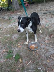Found/Stray Male Dog last seen Carmon Rd and knox rd, McLeansville, NC 27301