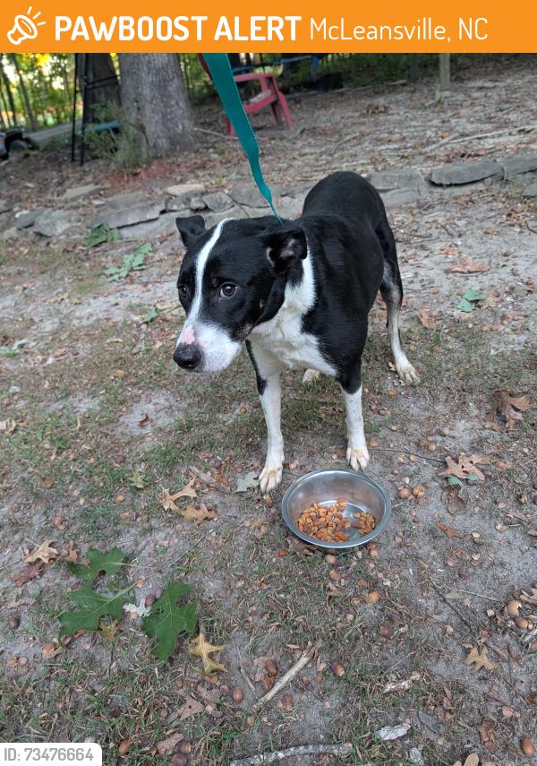 Found/Stray Male Dog last seen Carmon Rd and knox rd, McLeansville, NC 27301