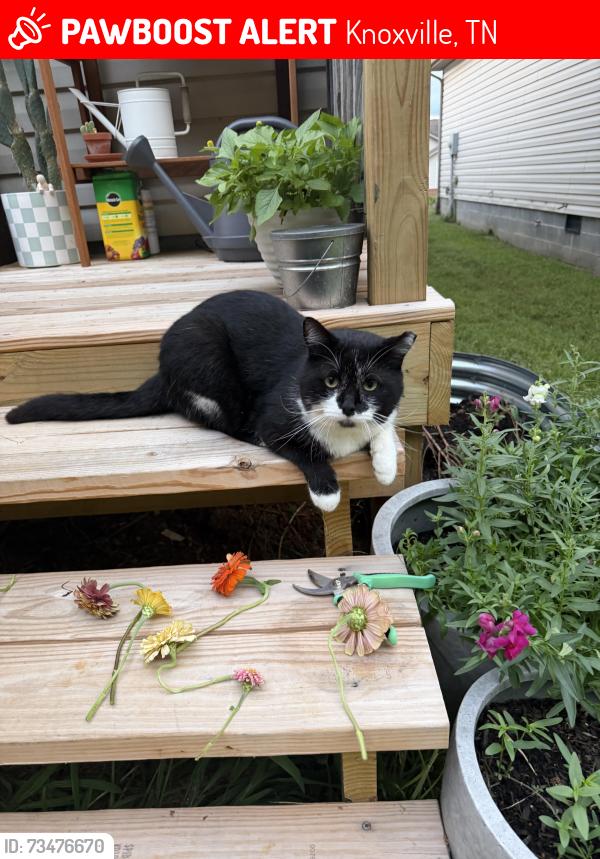 Lost Male Cat last seen Lovell Rd, Knoxville, TN 37932