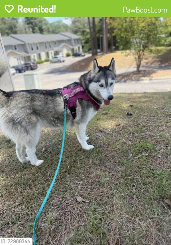 Reunited Female Dog last seen Near crest Dr, Woodbridge, VA 22191