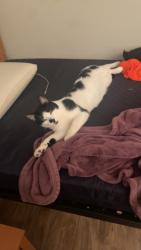 Reunited Male Cat last seen Stamford High School, Stamford, CT 06906