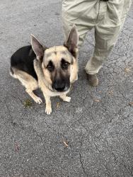Found/Stray Male Dog last seen Memphis Dr, Chattanooga, TN 37415
