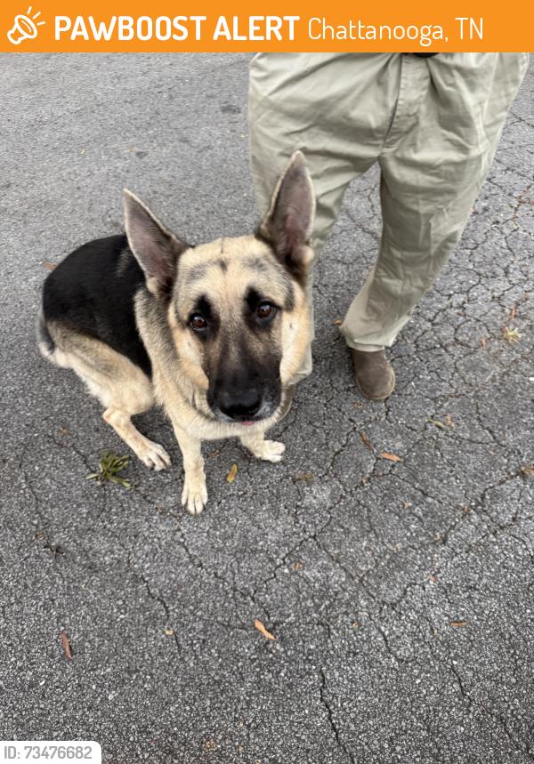 Found/Stray Male Dog last seen Memphis Dr, Chattanooga, TN 37415