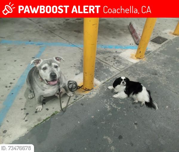 Lost Female Dog last seen Auttozone, Coachella, CA 92236
