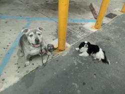 Lost Female Dog last seen Auttozone, Coachella, CA 92236