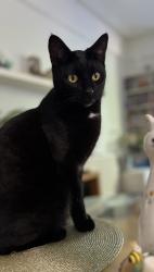 Reunited Male Cat last seen Acton high street, Autistic Society Centre, Armenian Study, Greater London, England W3 8JH