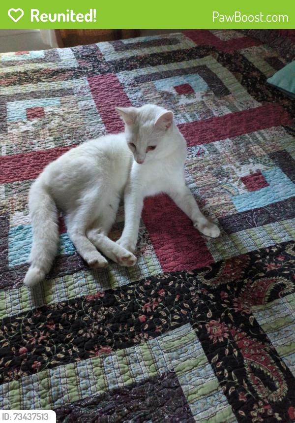 Reunited Male Cat last seen Whitehead Rd between Parsons and Nickle Plate, LaGrange, OH 44050