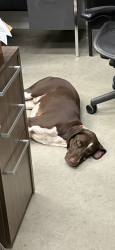 Reunited Male Dog last seen Plano east sr high school, Plano, TX 75074