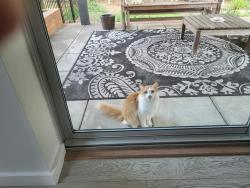 Reunited Unknown Cat last seen Hydrangea Place, Wilmington, NC 28403