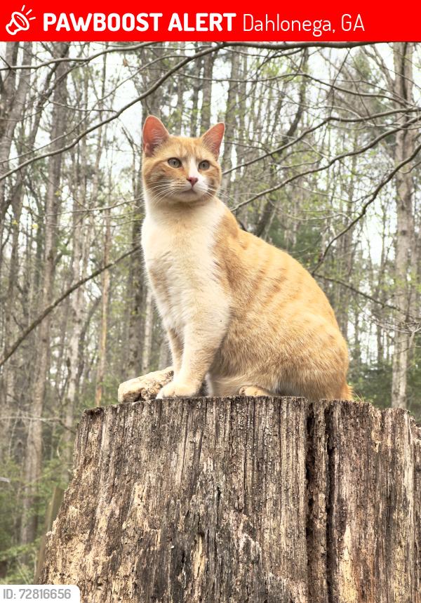 Lost Male Cat last seen Hey 52 East near Chestatee River, Dahlonega, GA 30533