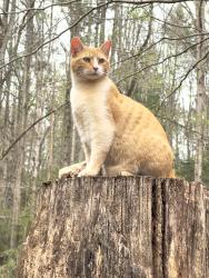 Lost Male Cat last seen Hey 52 East near Chestatee River, Dahlonega, GA 30533
