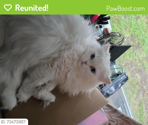 Reunited Female Cat last seen Near Canterbury Rd, University Heights, OH 44118, USA, University Heights, OH 44118