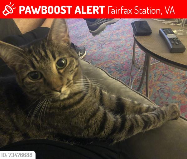 Lost Female Cat last seen Near South reach drive, Fairfax Station, VA 22039