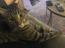 Lost Female Cat last seen Near South reach drive, Fairfax Station, VA 22039