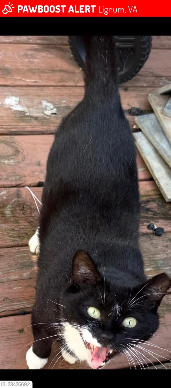 Lost Male Cat last seen Eleys ford and Edward shop, Lignum, VA 22726