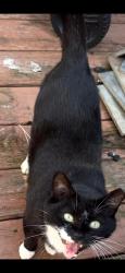 Lost Male Cat last seen Eleys ford and Edward shop, Lignum, VA 22726
