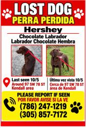 Reunited Female Dog last seen SW 78th St, Florida, USA, Miami-Dade County, FL 33156
