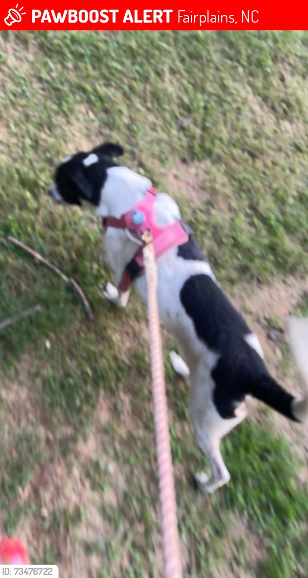 Lost Female Dog last seen Mountain View rd, Fairplains, NC 28659