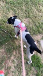 Lost Female Dog last seen Mountain View rd, Fairplains, NC 28659