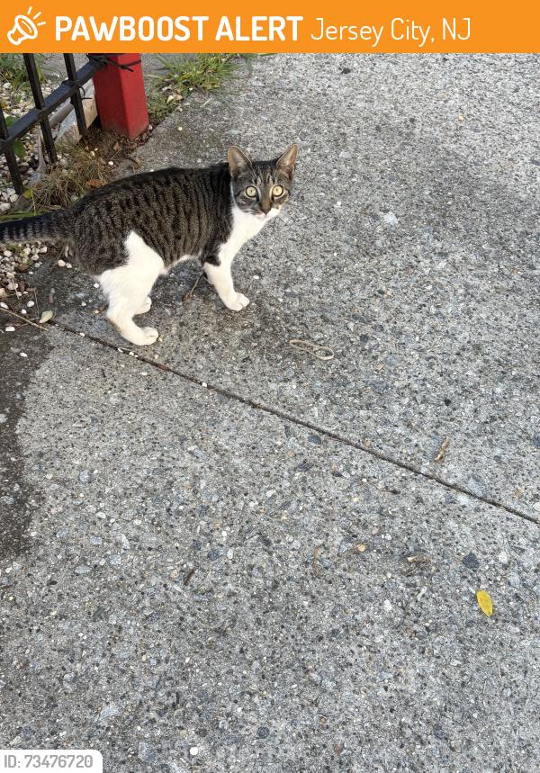 Found/Stray Male Cat last seen Grant Between Ocean and MLK, Jersey City, NJ 07305