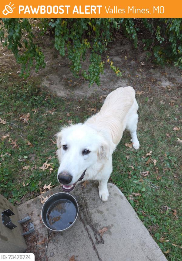 Found/Stray Male Dog last seen Hwy y, Valles Mines, MO 63087