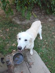 Found/Stray Male Dog last seen Hwy y, Valles Mines, MO 63087