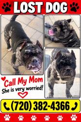Reunited Male Dog last seen 120th/Chambers, Commerce City, CO 80022