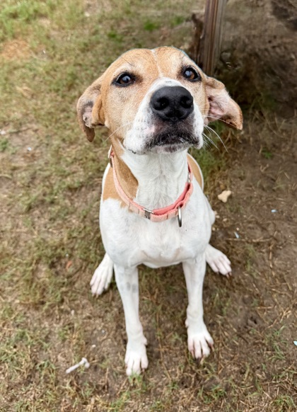 Shelter Stray Female Dog last seen W Grover Cleveland Blvd/Colony Terr, Homosassa, FL, 4030 S Airport Rd, Inverness, FL 34450, USA