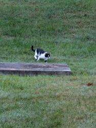 Reunited Unknown Cat last seen Wellfleet Pool, Crofton, MD 21114