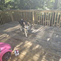 Reunited Male Dog last seen Harrison pike, Chattanooga, TN 37416