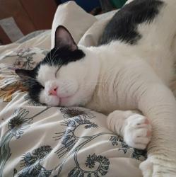 Reunited Male Cat last seen Far West, Austin, TX 78731