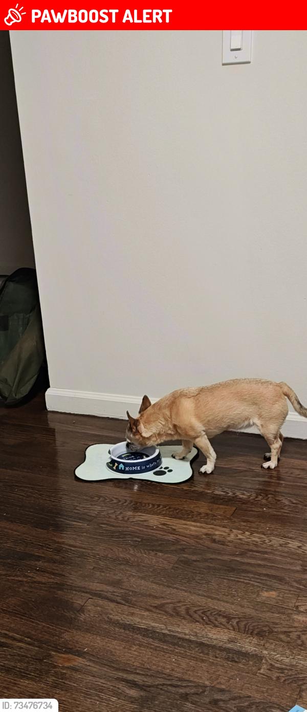 Lost Female Dog last seen ShopRite of Woodbridge, PetSmart, Woodbridge Township, NJ 07095