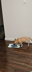 Lost Female Dog last seen ShopRite of Woodbridge, PetSmart, Woodbridge Township, NJ 07095