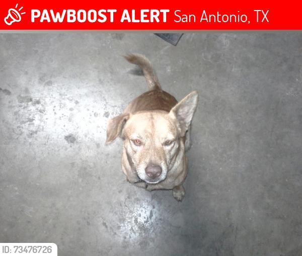 Lost Male Dog last seen Near Bandera Rd @ Hillcrest Dr, San Antonio, TX 78228