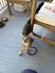 Reunited Unknown Cat last seen Ashe ave, Raleigh, NC 27605