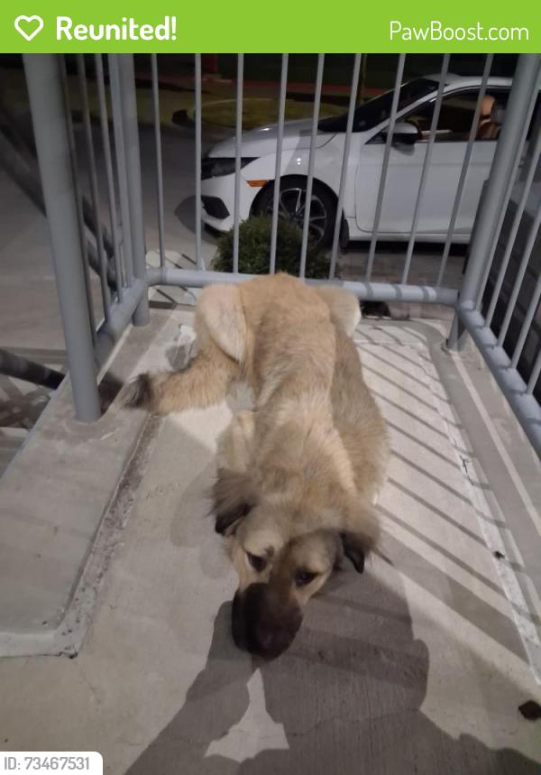 Reunited Female Dog last seen Belt Line and I-30, Grand Prairie, TX 75050